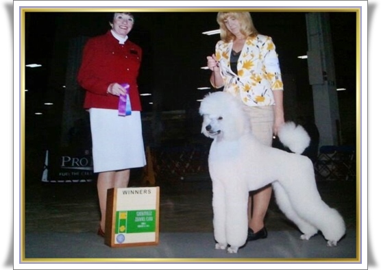 standard poodles in richmond virginia